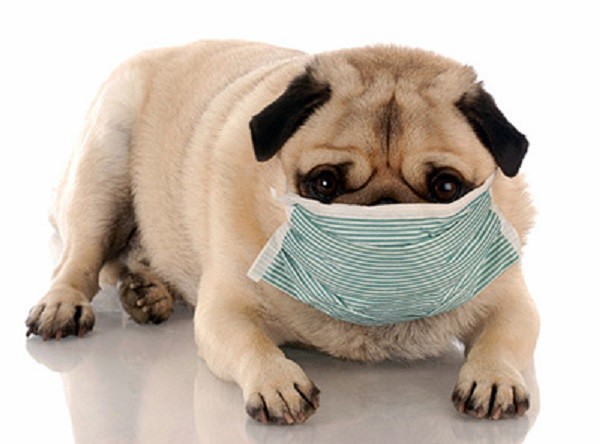 prepare your pet for flu season 2015 rescus me images