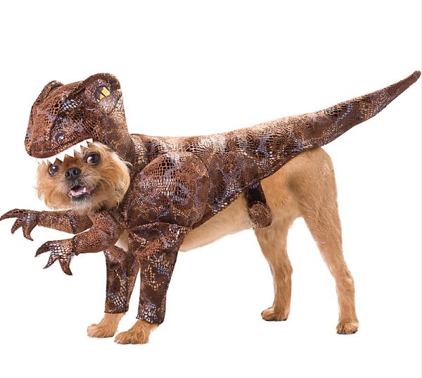 raptor pet costume halloween