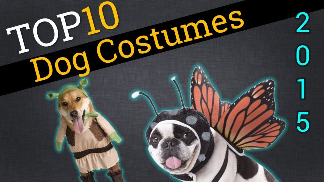 top 10 pet costumes 2015 dogs