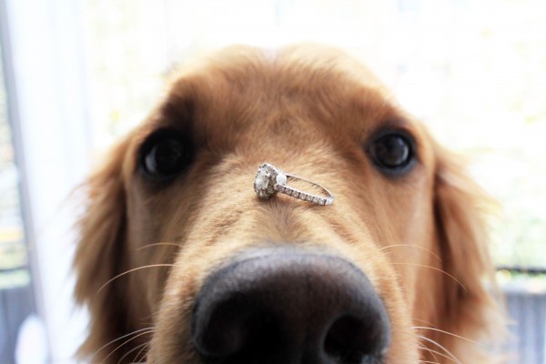 dog with diamond