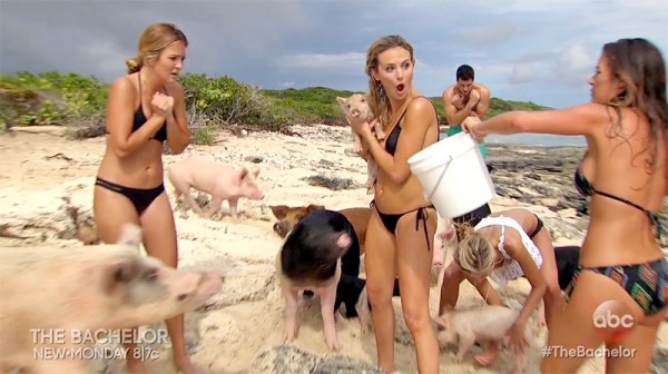 The Bachelor' 2005 Ben Higgins' love of confusion plus pigs 2016 images