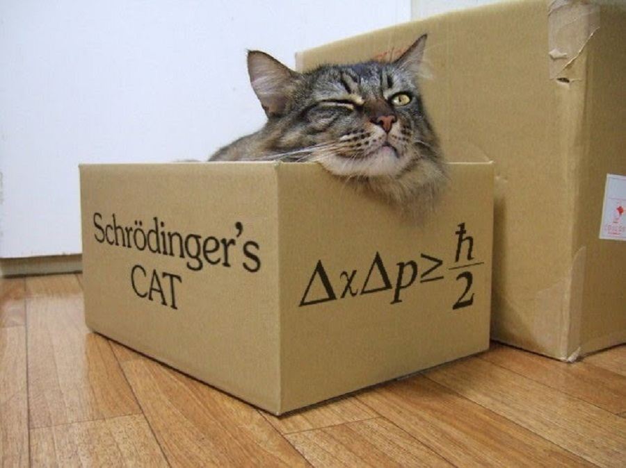 Microsoft and Schrodinger’s Cat images 2016