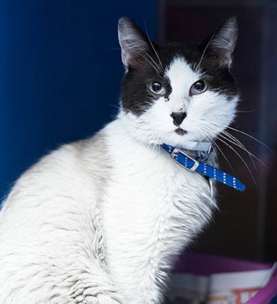 elliott rescue cat adoption movie tv tech geeks