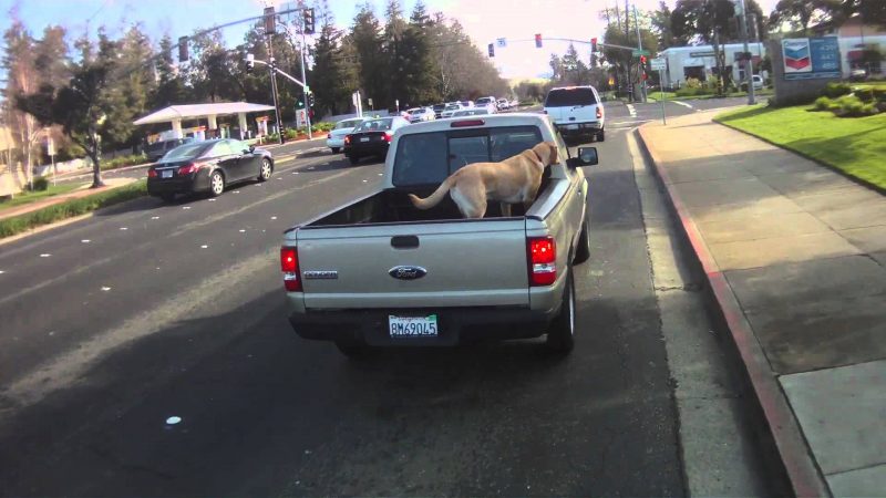 dog riding in back of truck