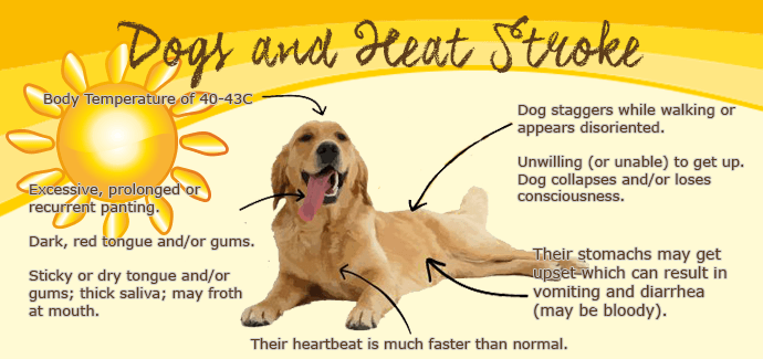heat stroke and dogs infographic