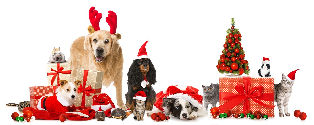 Top 10 Gifts for Your Pets 2016 images