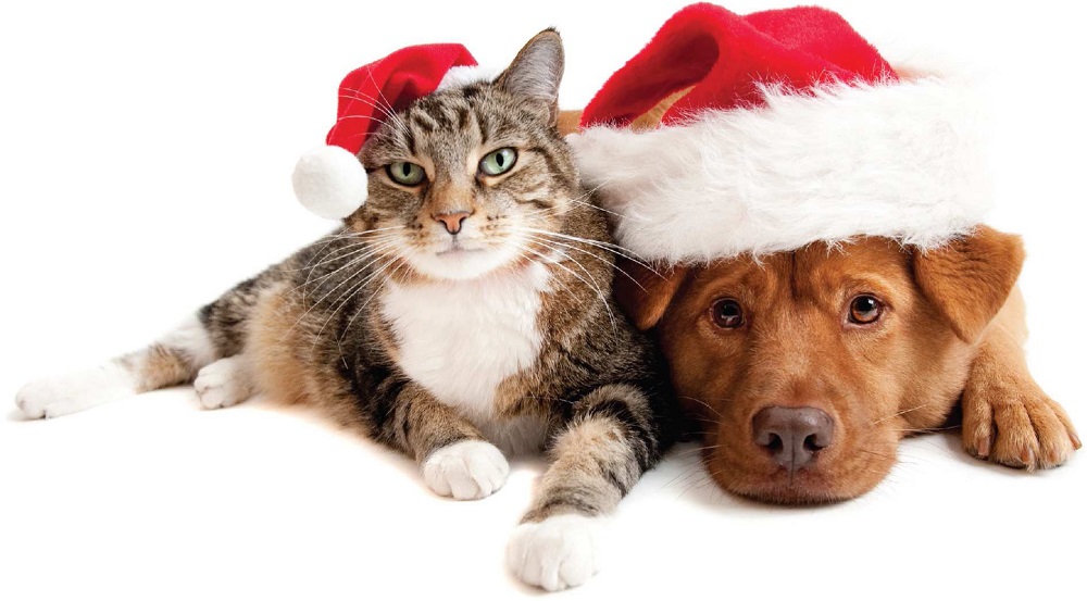 Top 7 Essential Holiday Pet Tips 2016 images