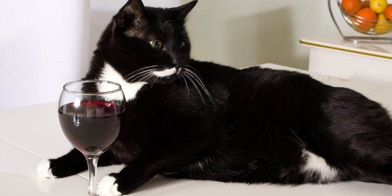 apollo peak cat wine