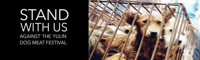 fight yulin dog meat trade festival