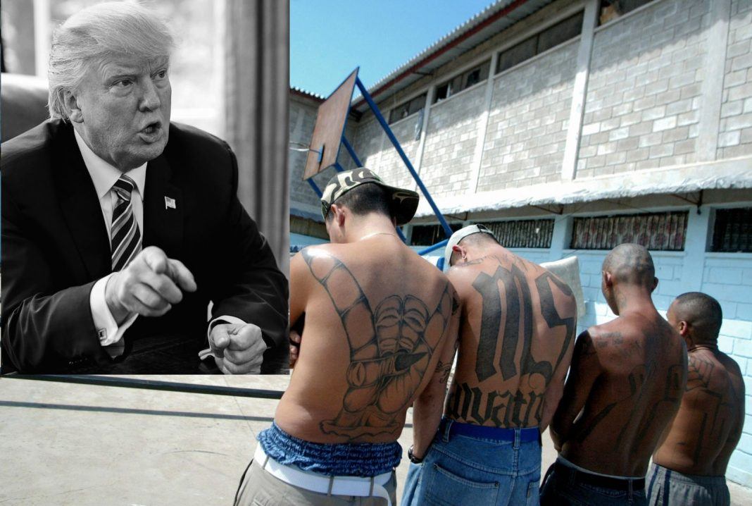 ms 13 gang and donald trumps threat