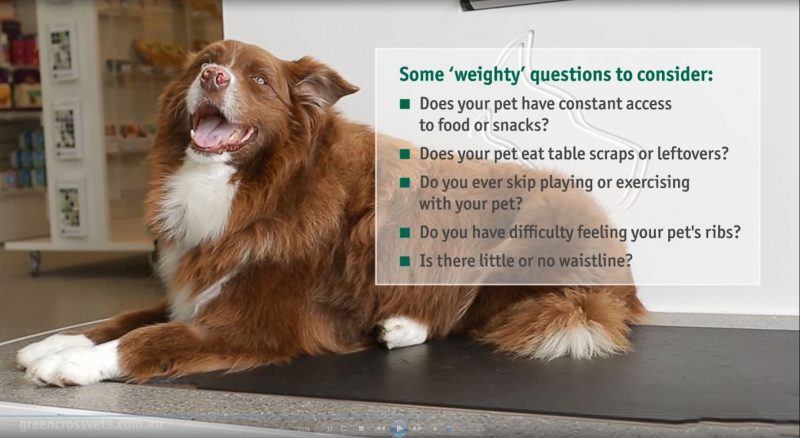 pet weight issues to consider