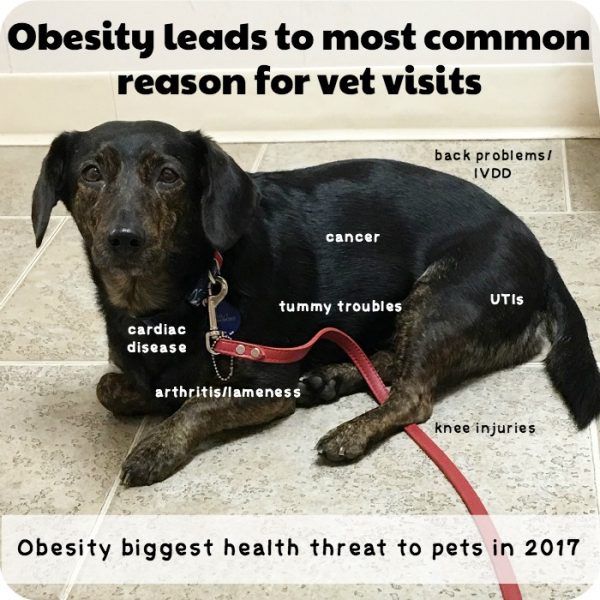 pet weight obesity leads to these issues