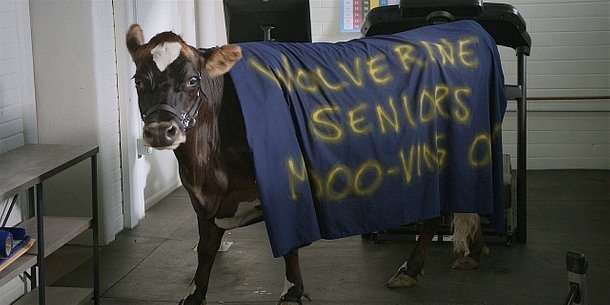 Walker cow with SPirit Week Wolverine seniors